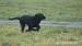 Flat Coated Retriever  - Predaj