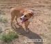 SAAMIEC do krycia suczek mix Amstaff - Wymiana