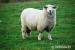 Plemenné jehnice Romney Marsh - Prodej