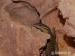 Varanus acanthurus - Predaj
