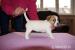 fenka Jack Russell terier - Prodej