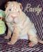 szczenięta SHAR PEI - Sprzedaż