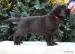 labrador-čokoládové šteniatka - Predaj