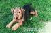 Welsh terrier - Darovanie