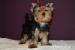 Prodám fenečku jorkšírského teriéra s PP - Prodej