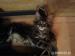 Kociaki Maine Coon - Sprzedaż