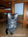 Kociaki Maine Coon - Sprzedaż