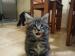 Kociaki Maine Coon - Sprzedaż