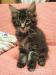 Kociaki Maine Coon - Sprzedaż