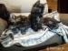 Kociaki Maine Coon - Sprzedaż
