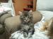Kociaki Maine Coon - Sprzedaż