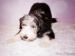 BEARDED COLLIE - fenky s PP - Prodej
