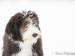 BEARDED COLLIE - fenky s PP - Prodej