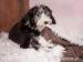 BEARDED COLLIE - fenky s PP - Prodej