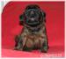 briard - Prodej