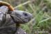 Anolis,teratolepis,suchozemská želva Ostrava - Prodej