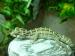 Anolis,teratolepis,suchozemská želva Ostrava - Prodej