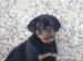 rotvajler /rottweiler - Prodej
