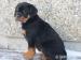 rotvajler /rottweiler - Prodej