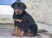 rotvajler /rottweiler - Prodej