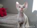 DEVON REX kocurek - Sprzedaż