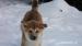 Akita Inu  - Prodej