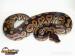 Python regius Cinnamon-odchov 2015 - Prodej
