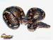 Python regius Cinnamon-odchov 2015 - Prodej