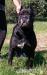 cane corso - Predaj