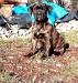 cane corso - Predaj