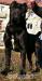 cane corso - Predaj