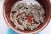 hemidactylus imbricatus (teratolepis) - Prodej