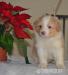 Border kolie s PP-ee-red - Prodej