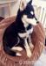 Syberian Husky okazja ! - Sprzedaż