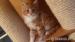 Maine Coon - Mainska mývalia mačka - Predaj