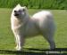 Samojed: MATYELLA CLOWNS - Predaj