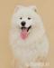 Samojed: MATYELLA CLOWNS - Predaj