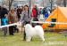 Samojed: MATYELLA CLOWNS - Predaj