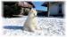 Samojed šteniatka s PP. - Predaj