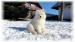 Samojed šteniatka s PP. - Predaj