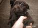 Labrador - Predaj