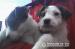 Štěňátka Jack Russell bez PP - Prodej