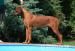 Rhodéský ridgeback - štěňátka s PP - Prodej