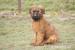 BRIARD - Predaj