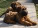 BRIARD - Predaj