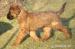 BRIARD - Predaj