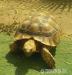 żółw pustynny 8lat - Sprzedaż
