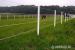 Equisafe - electric fencing for horses, HDPE - Sprzedaż