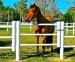 Equisafe - electric fencing for horses, HDPE - Sprzedaż
