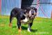 Anglicky buldog s PP-FCI 3color  - Predaj